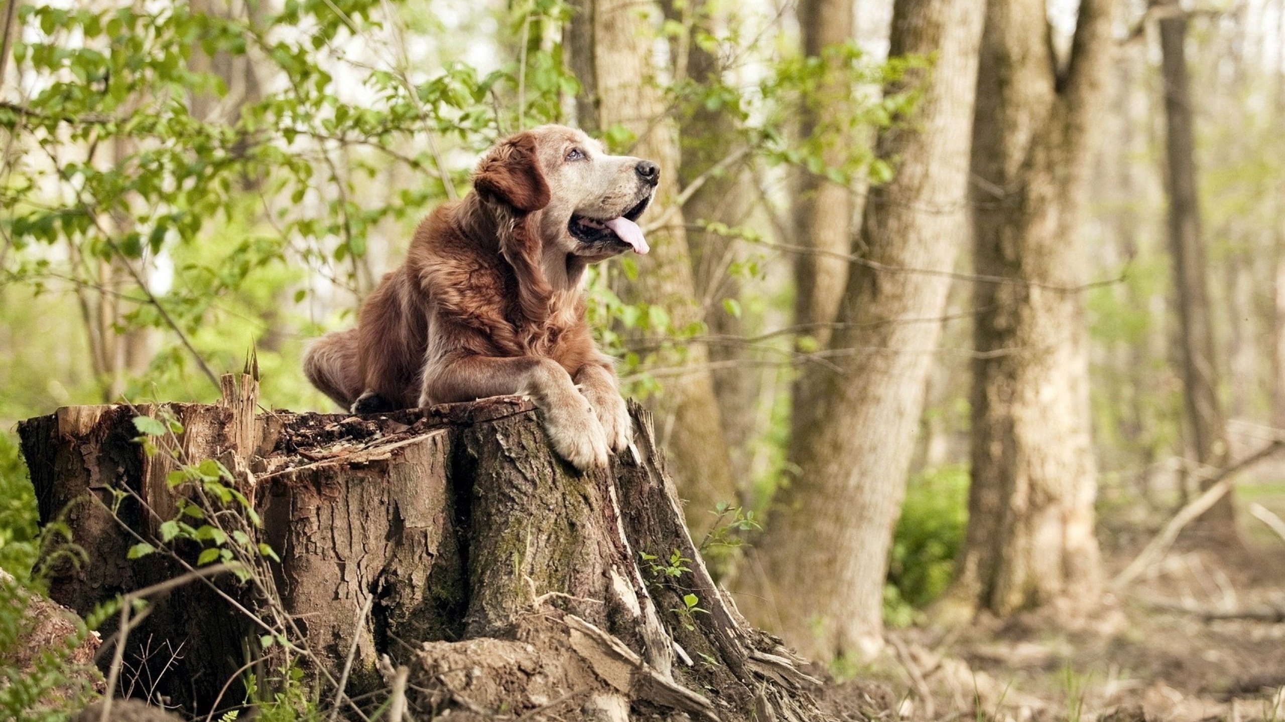 冰与火的交响，哈利伯顿如何用理智风暴冻结骑士的反扑狂潮？