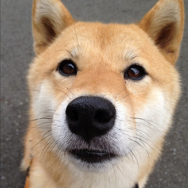 冷门与惊艳,奥地利完胜法国,三笘薰欧冠淘汰赛接管比赛