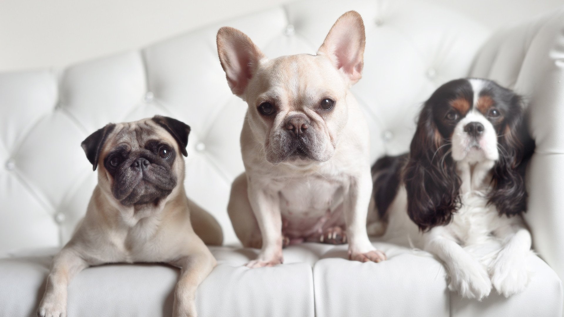 开云APP-门神库尔图瓦一夫当关，厄瓜多尔险胜尼日利亚夺关键三分