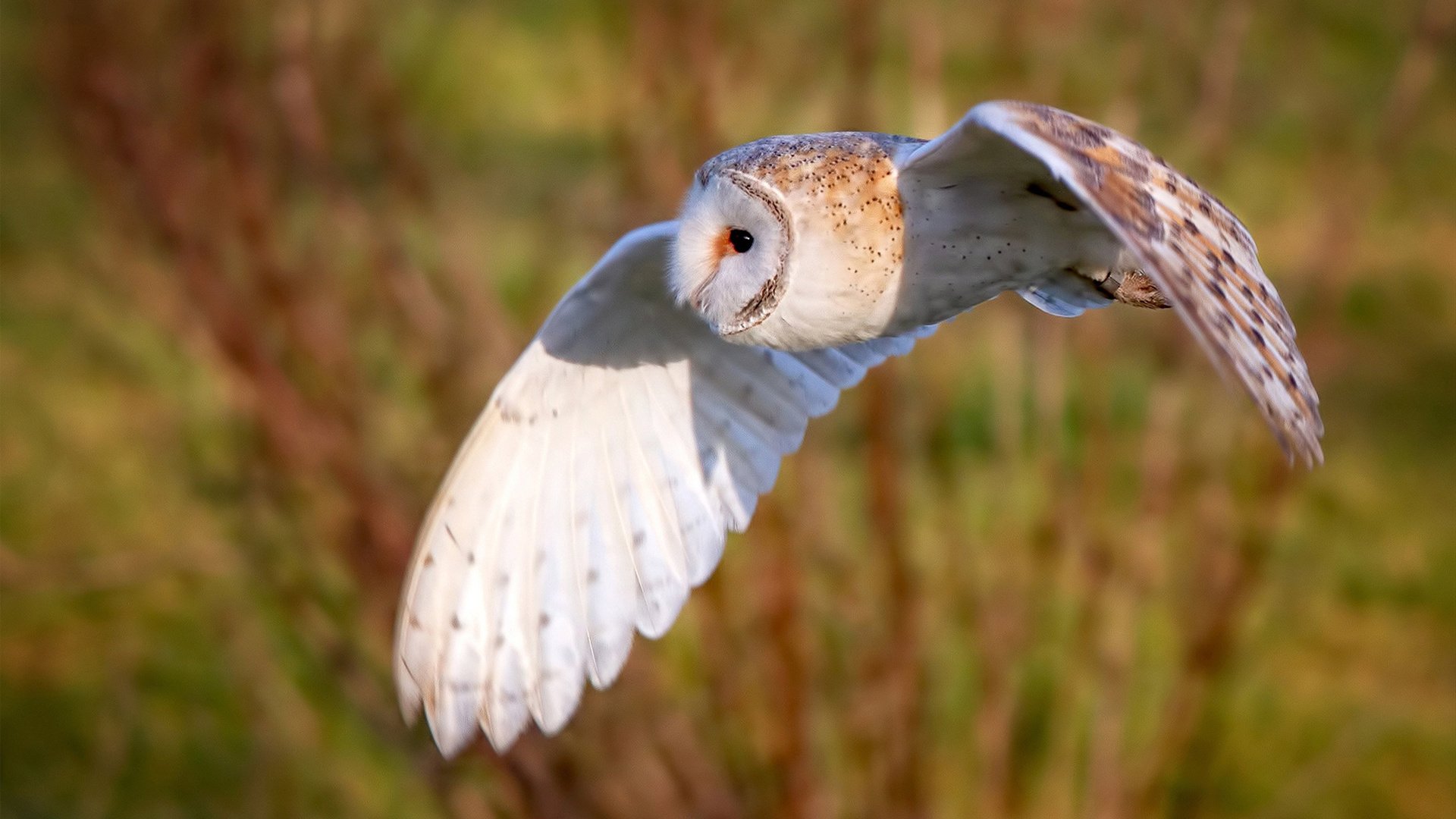 开云体育中国-破茧成蝶！锡安对轰三球轰42+10，焦点战打破所有质疑