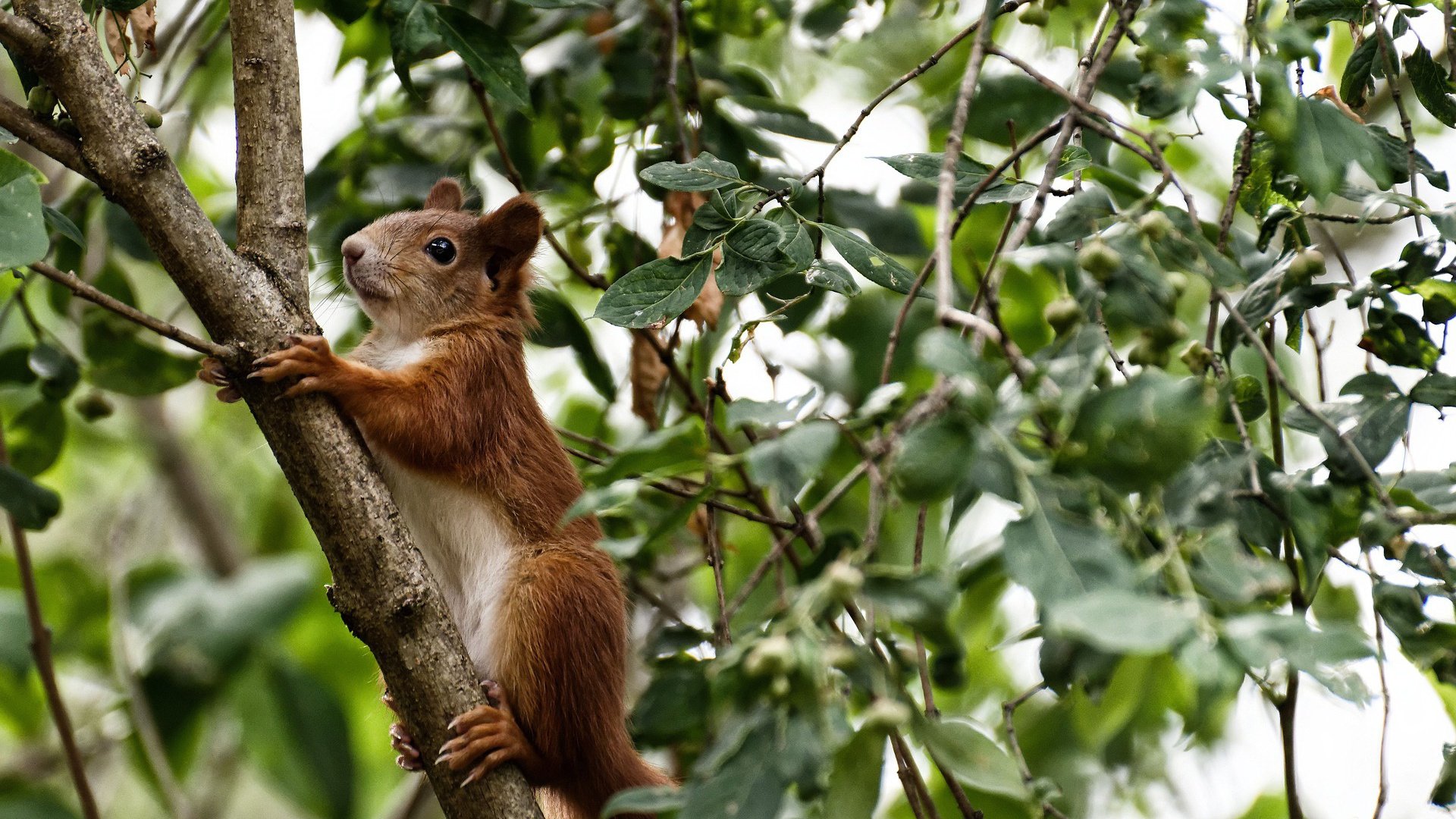 弹如雨下的洪都拉斯火力，如何在这个乱局里造就了关键先生奥纳纳？