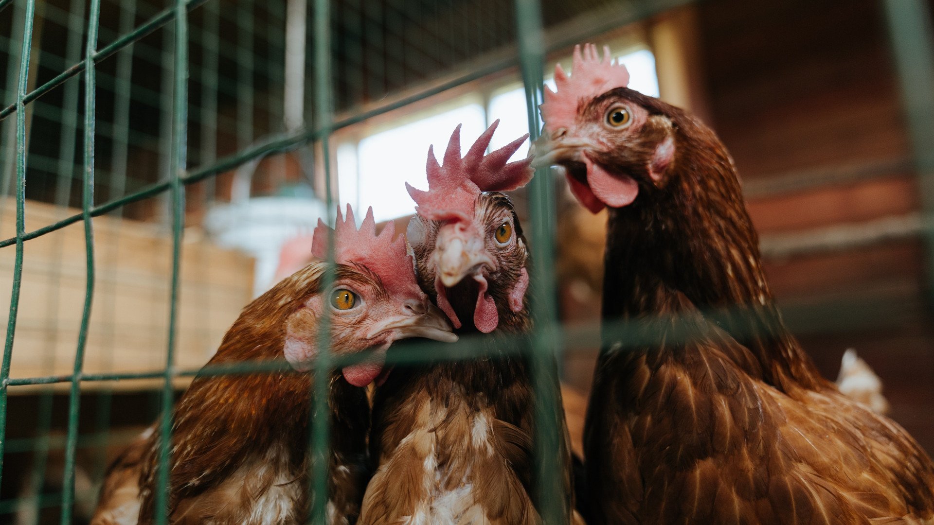 足球世界的双重奏，瑞士火力压制乌克兰，三笘薰德比时刻闪耀