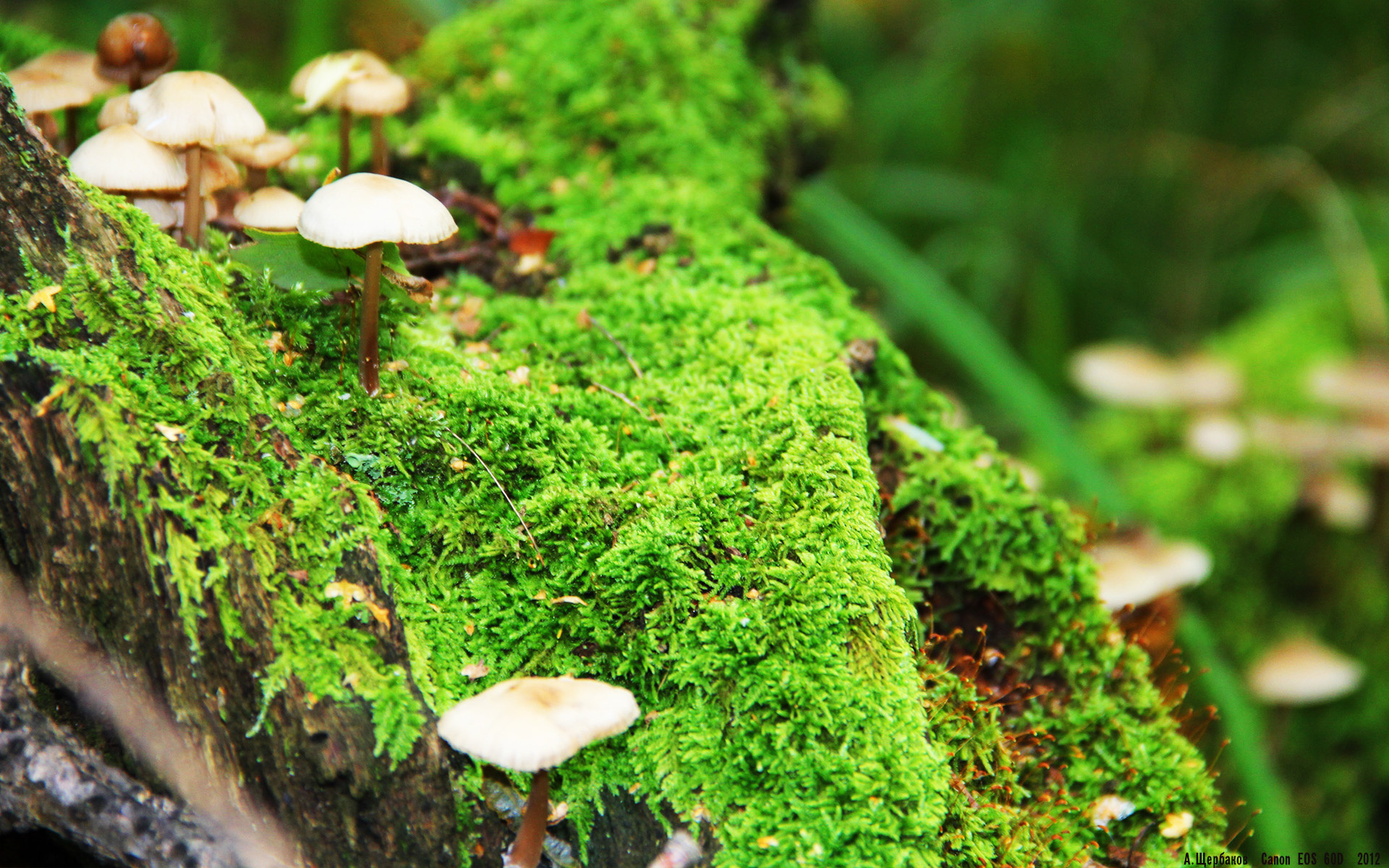 绿茵双城记，当欧冠的月光照进非洲大陆，马里如何掀翻安哥拉？