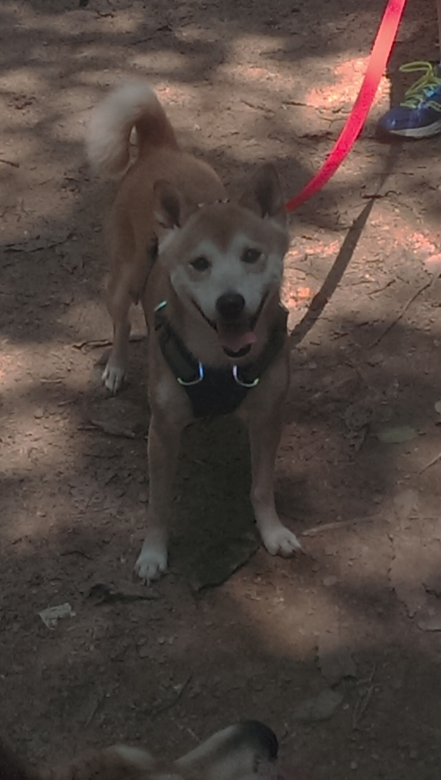 橙色飓风席卷长城，布伦森节奏魔术下，孟菲斯的雷鸣与北京的坚韧
