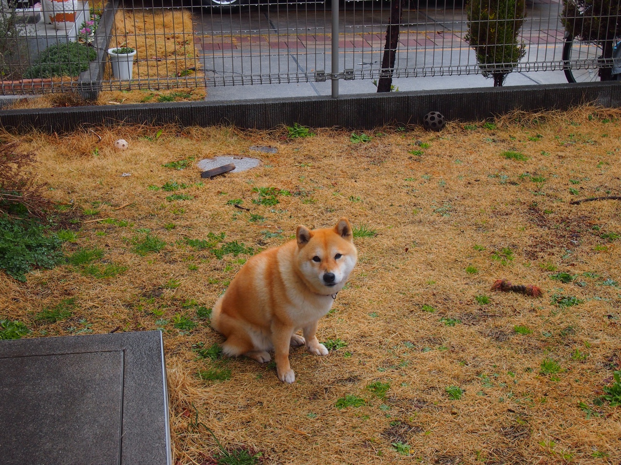 开云体育在线-北非雄狮怒吼多哈！克瓦拉茨赫利亚魔术导演，阿尔及利亚力克格子军团