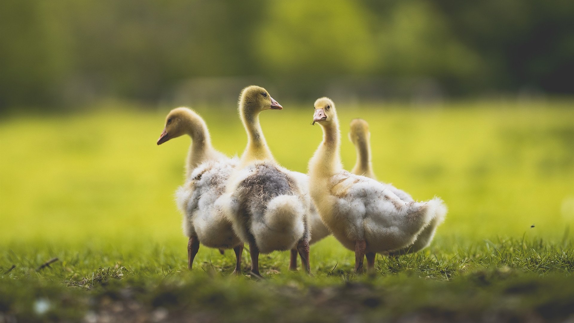 开云体育-阿劳霍爆发！芬兰提前终结悬念，乌克兰足球在荣耀与悲情之间