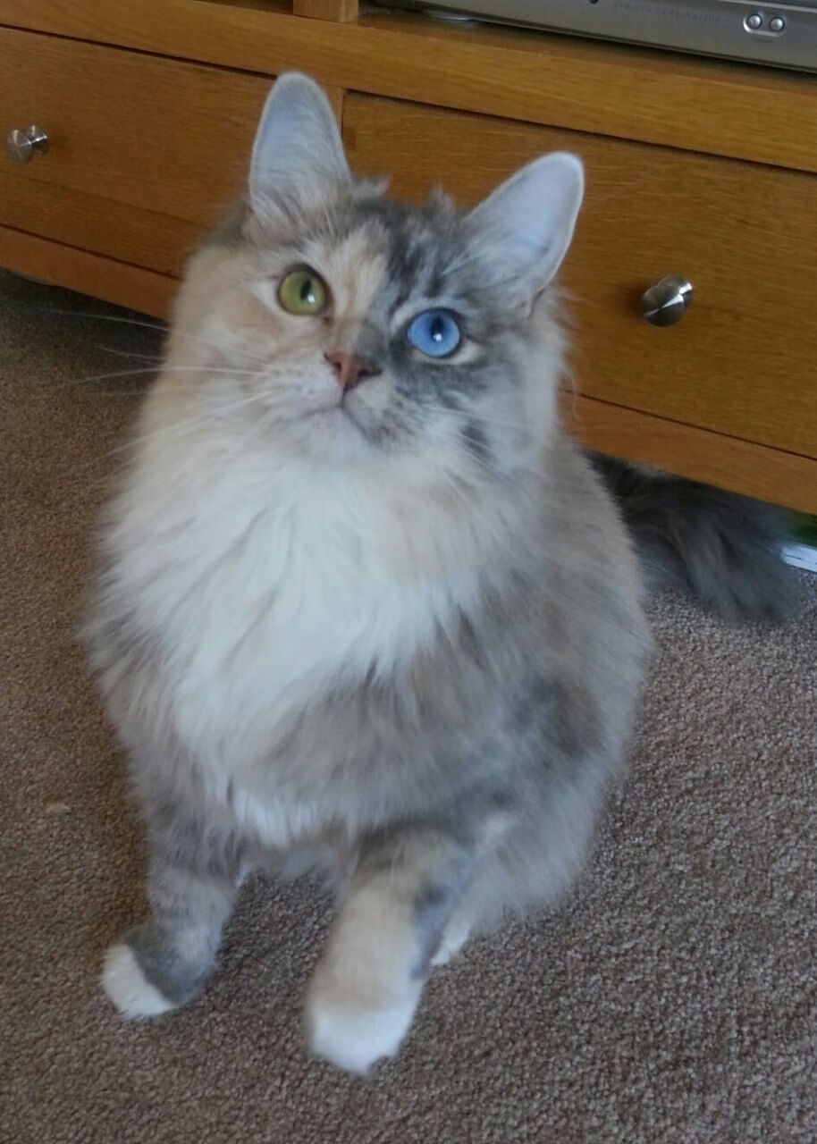 美加墨世界杯焦点战，安哥拉惊天逆转智利，非洲之光闪耀北美