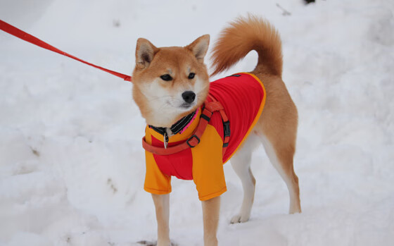 开云体育app-极限驾驭，F1街道之夜与山西队的决胜勇士