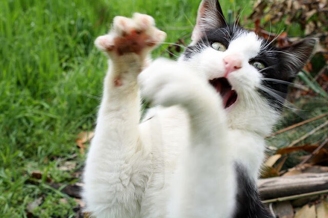 当卢塞尔球场灯光为雷恩亮起，草根掀翻豪门的童话，在世界杯前夜上演