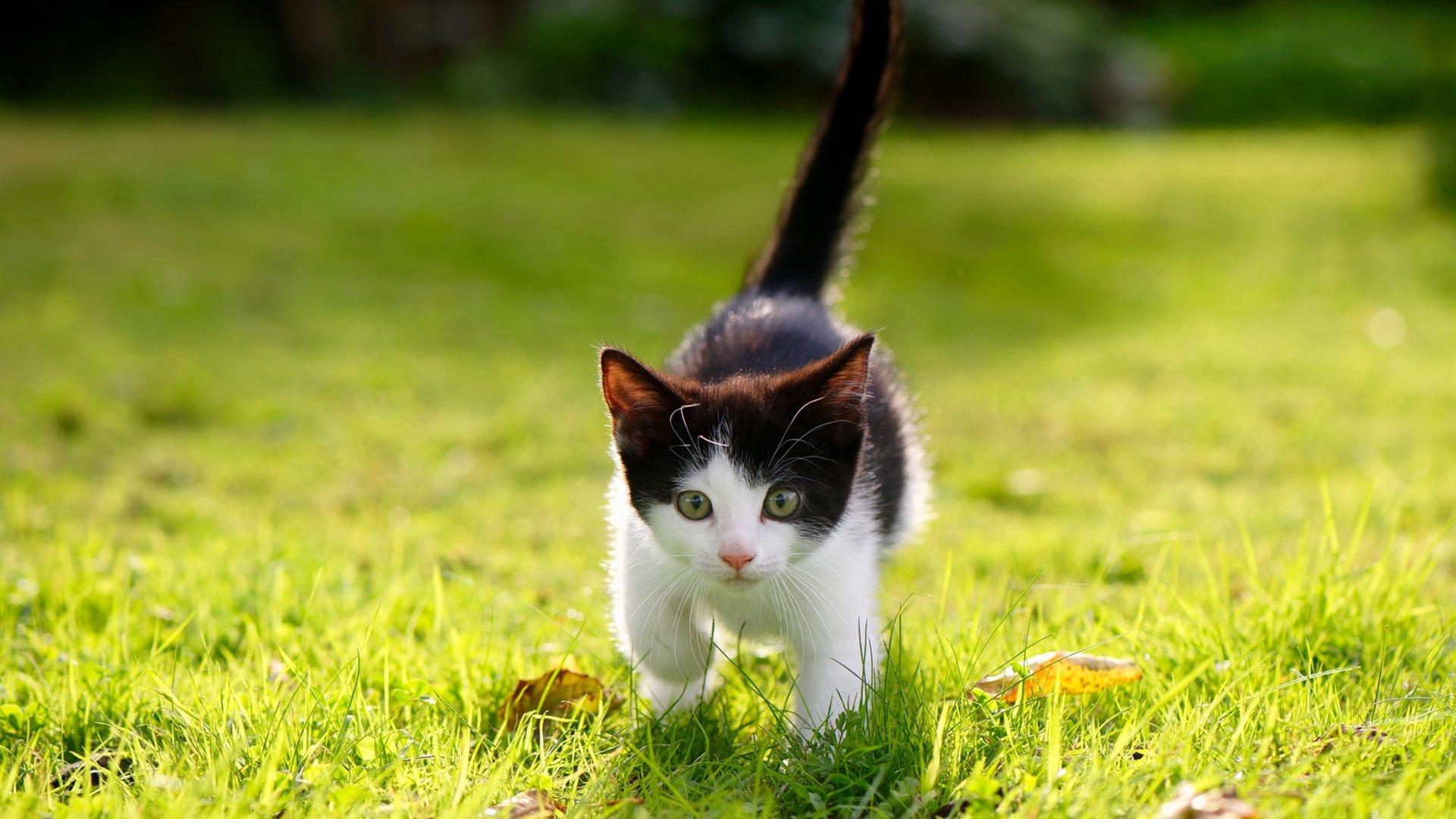 开云体育入口-布克数据全面爆炸引领辽宁队加时鏖战击败火箭，创造历史性胜利