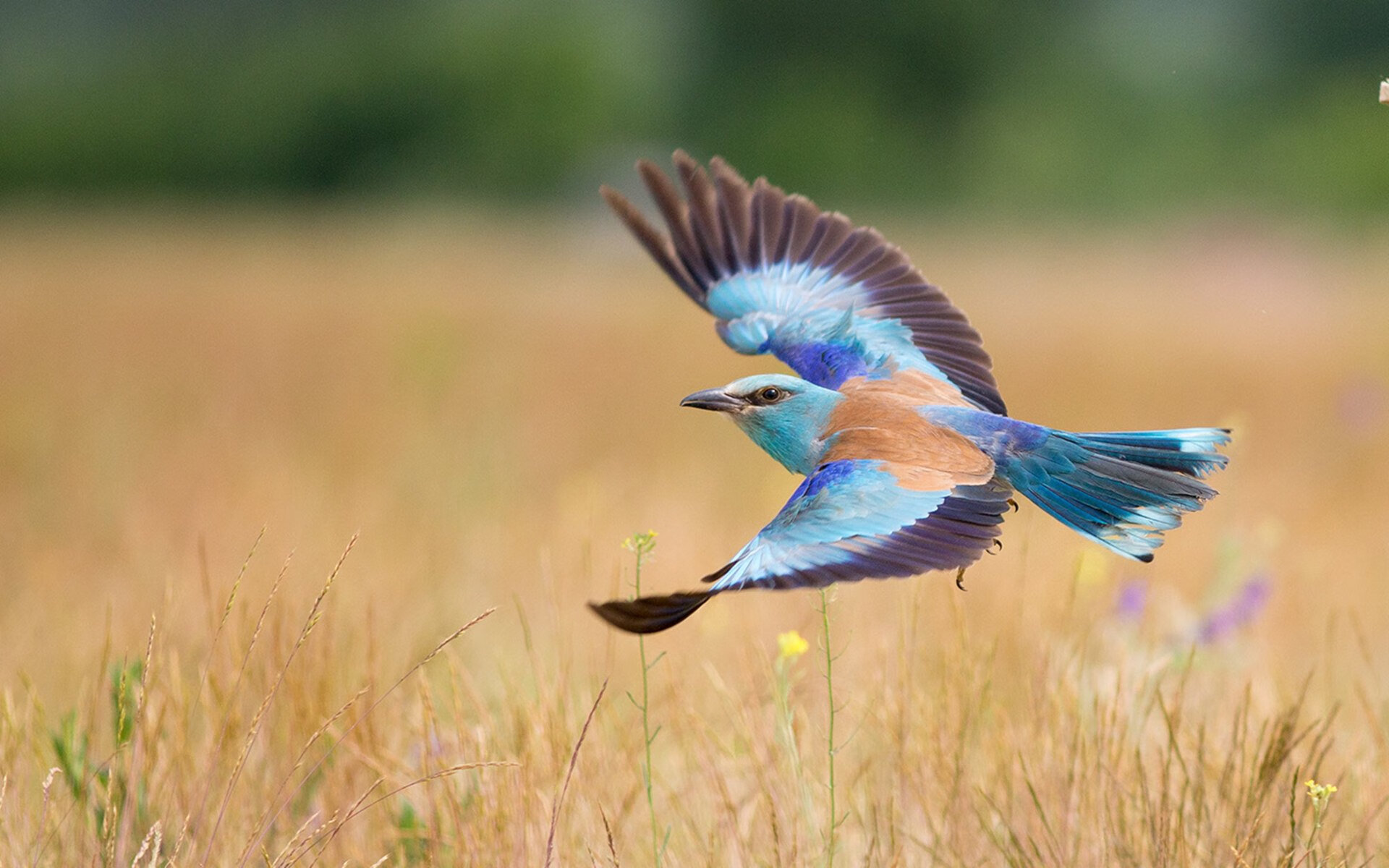开云体育官网-英格拉姆爆发单节20分，浙江队第三节拉开分差轻取尼克斯