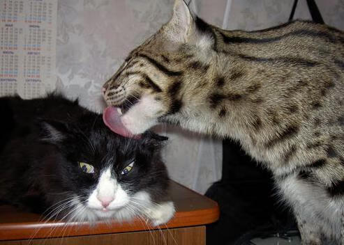 绿翼疾风与黑山雷鸣，足球世界的双面叙事